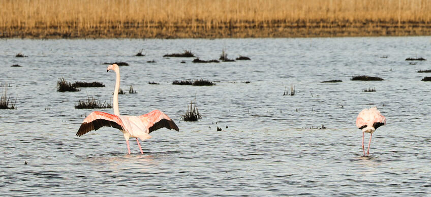 Bird watching - Palud [1]