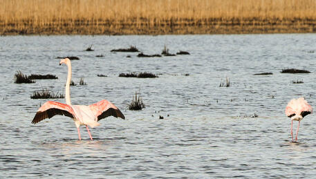 Vogelbeobachtung - Palud