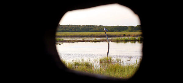 Vogelbeobachtung - Palud [3]
