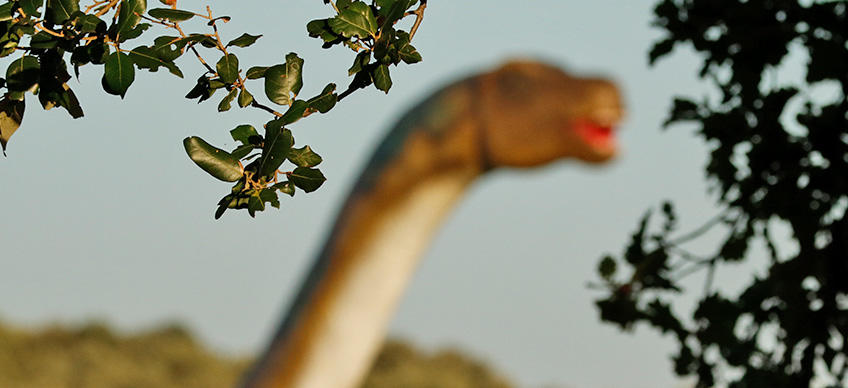 Bale Aqua y Paleo Park [15]