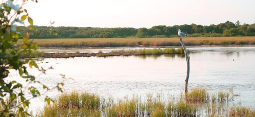 Bird watching - Palud [2]