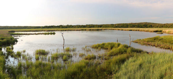 Vogelbeobachtung - Palud [4]