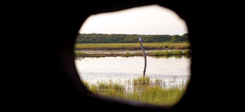 Bird watching - Palud [3]