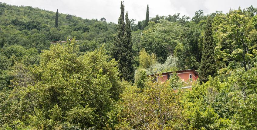 Medveja - Cesara [7]