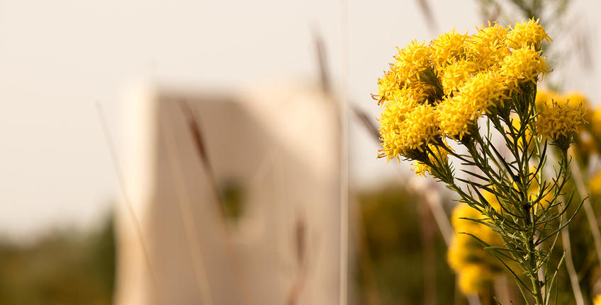 Boulevard World Genius [3]