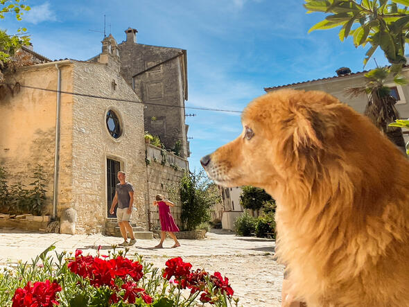 Bale Dog Show 2025. Bale Dog Show 2025.