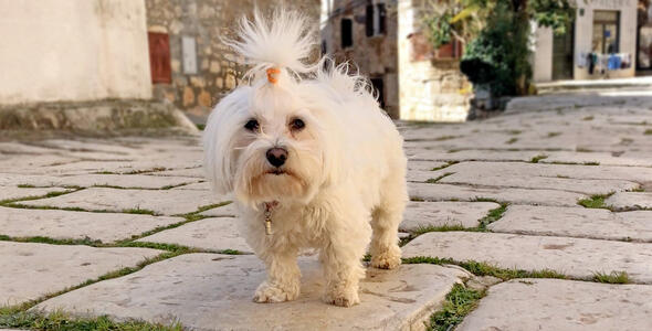 Esibizione di cani di tutte le razze 2 X CAC Balle 2020 Esibizione di cani di tutte le razze 2 X CAC Balle 2020