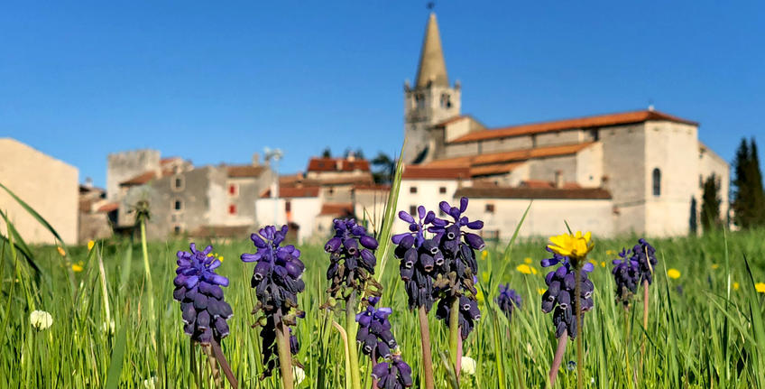 Giorni aromatici