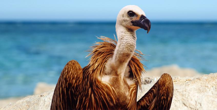 The story of Kvarner griffon vultures