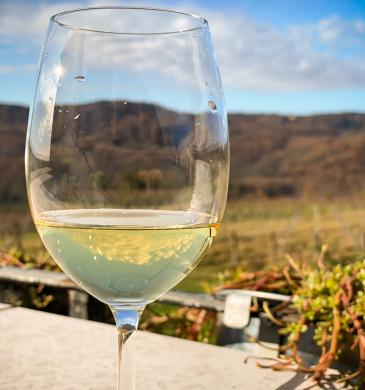 Fešta mladega vina 2026 u Svetvinčentu: kušanje istarskih vina