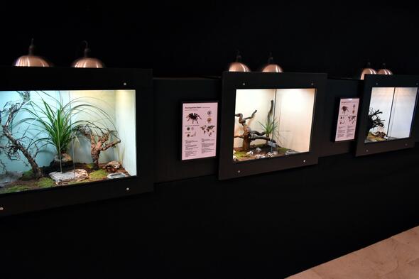 Tentoonstelling: ArachnoTerra Tentoonstelling: ArachnoTerra