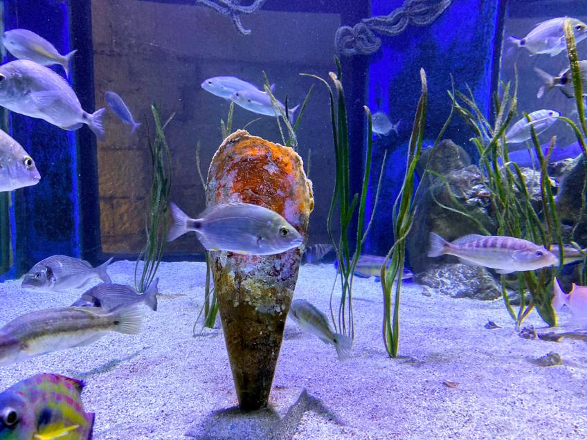 Aquarium Pula, Pula – Pola [5]