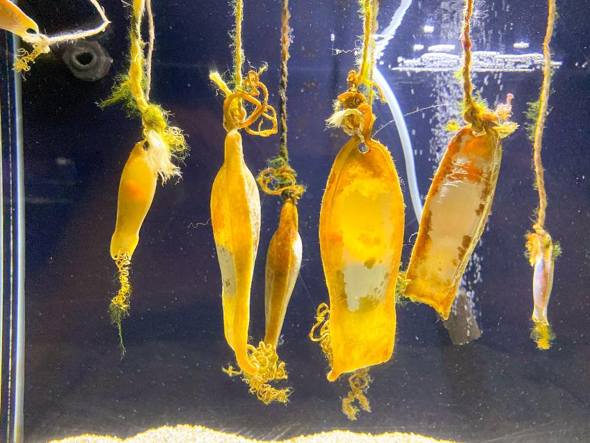 Aquarium Pula, Pula – Pola [16]