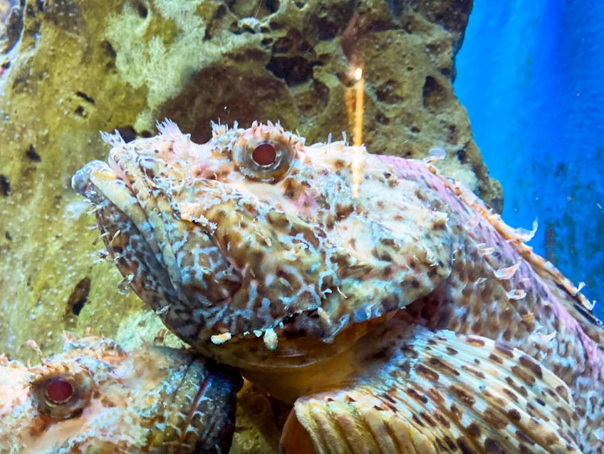 Aquarium Pula, Pula – Pola [1]