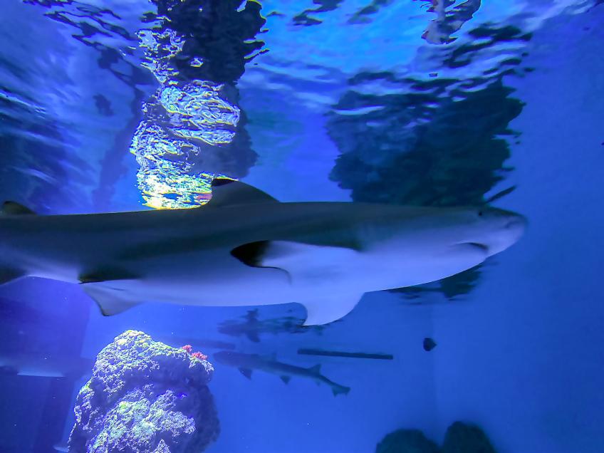 Aquarium Pula, Pula – Pola [2]