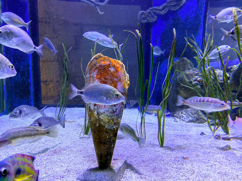 Aquarium Pula [5]