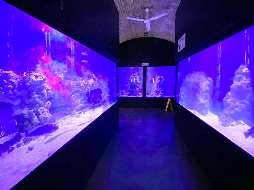 Aquarium Pula [3]