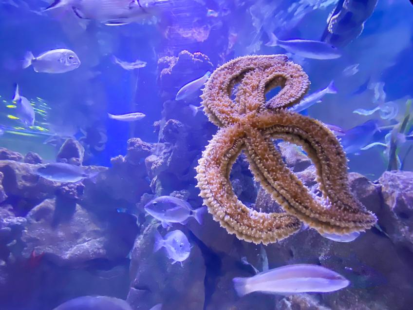 Aquarium Pula, Pula – Pola [9]