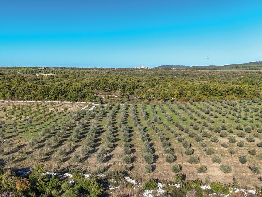 OPG Lupić - Proizvođač maslinovog ulja Bembo [2]