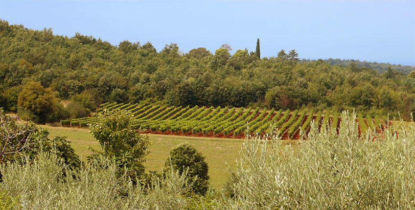 Wijnmakerij Giulio Ferenac [4]