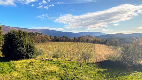 Bodega del Castillo Belaj