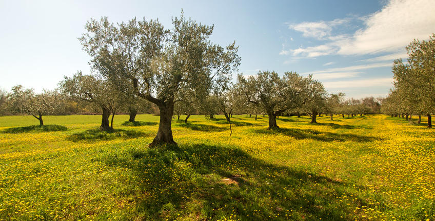 Uljara i proizvođač maslinovog ulja Salvela [4]
