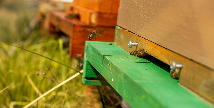 OPG Božić, Bale [8]