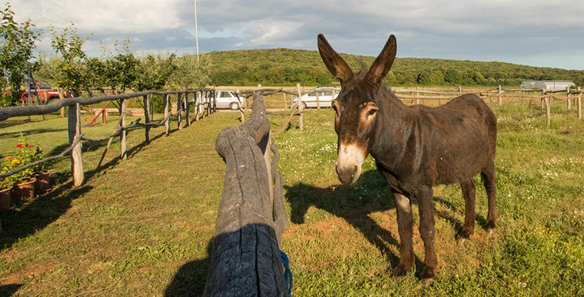 Pizzeria Albachiara [8]