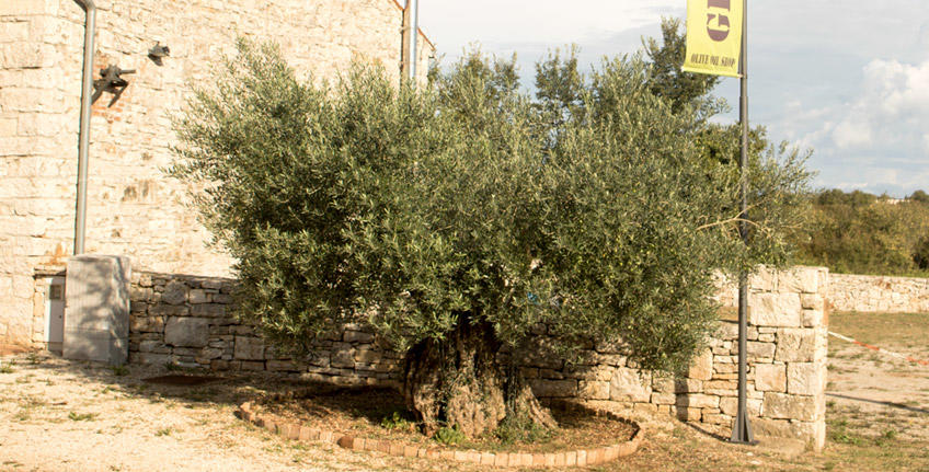 Oliemolen en olieproducent Grubić [3]