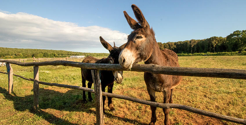 Pizzeria Albachiara [6]