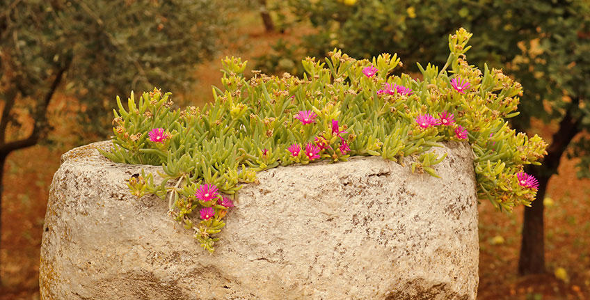 Wijnmakerij Giulio Ferenac [8]