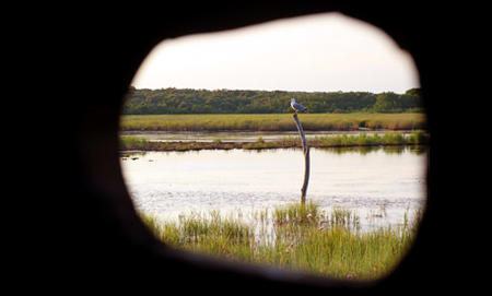 Bird watching Bird watching