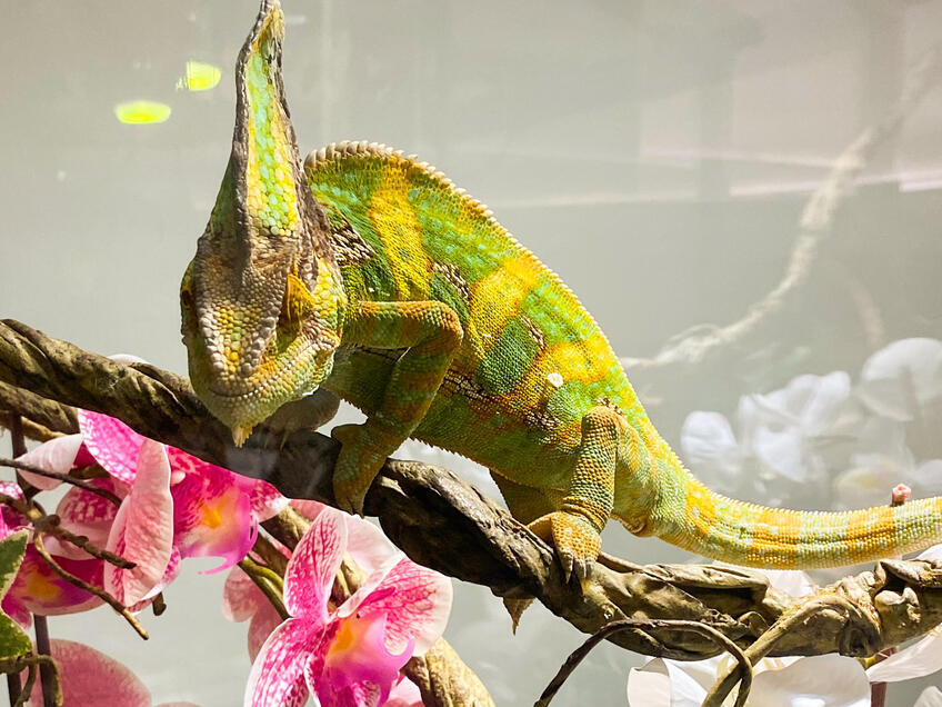 Los días de lluvia en Istria son perfectos para explorar la historia y la cultura de la región [7]