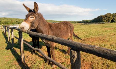 Equitazione