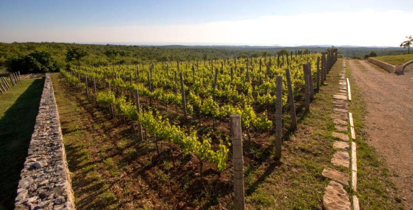Histria Aromatica [12]