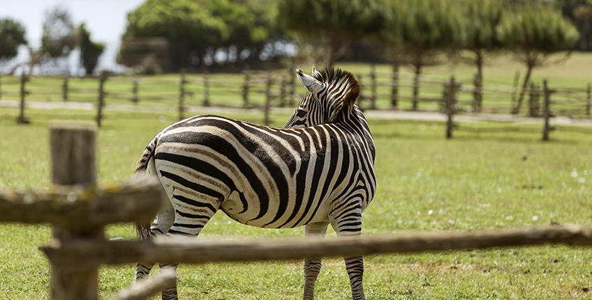 Brijuni - Nationalpark [2]