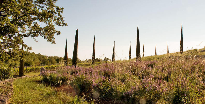 Histria Aromatica [3]