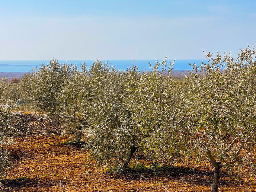 Die Kirche der Muttergottes der Gesundheit, Vodnjan [2]