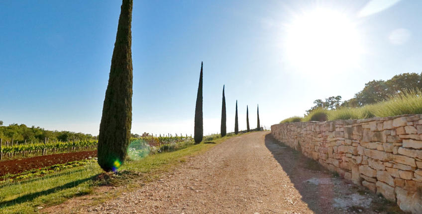 Histria Aromatica [11]