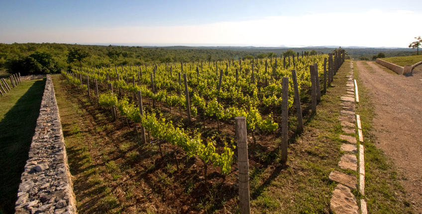 Histria Aromatica [12]