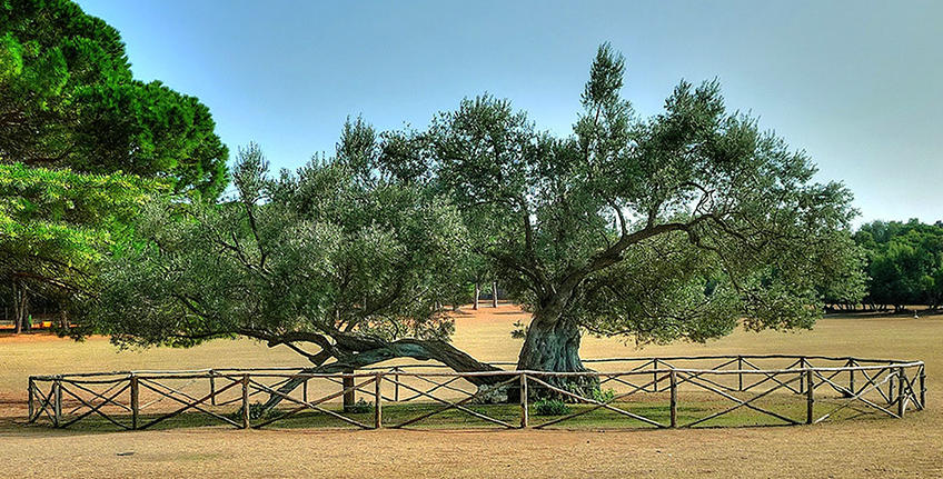 Brijuni - Nationalpark [5]