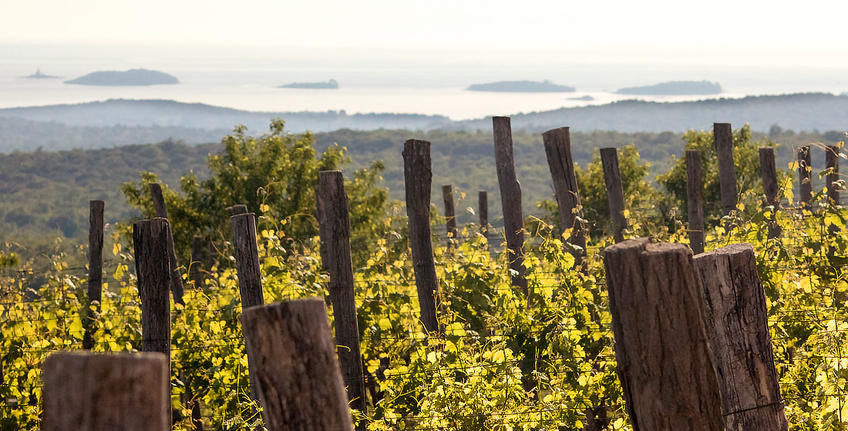 Histria Aromatica [5]