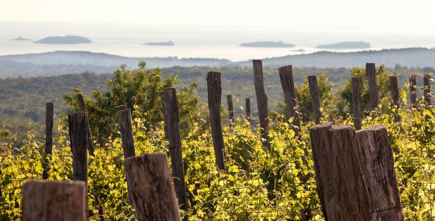 Histria Aromatica [5]